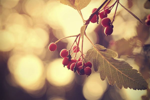 holiday-holly-1.jpg