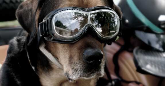 dog_575x300