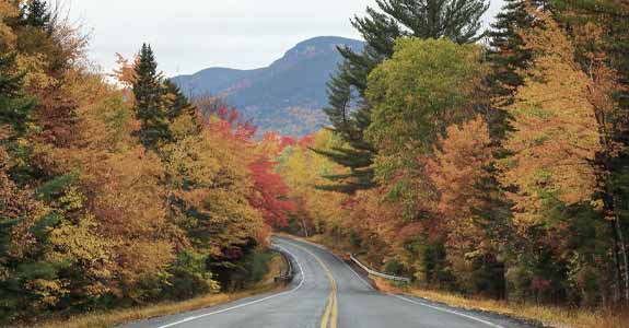 Road Lined With Autumn Trees