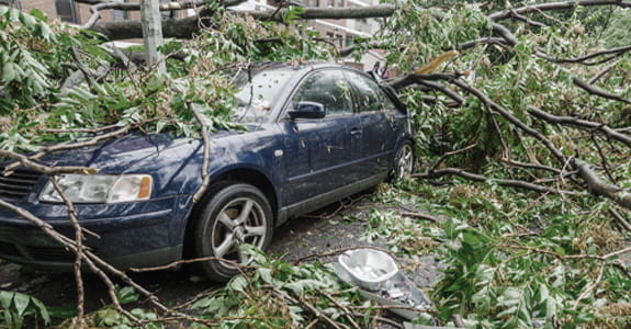 a_tree_on_a_car_575x300