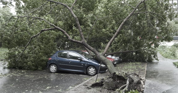 tree_fell_on_blue_car_575x300